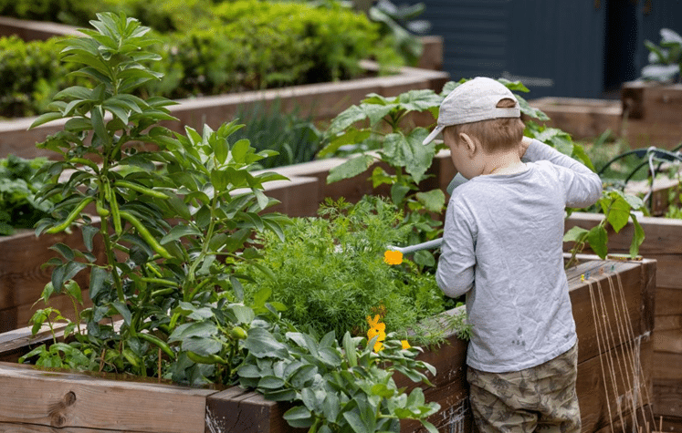 Boy watering plants in Quintain Living’s Canada Gardens in London’s Wembley Park