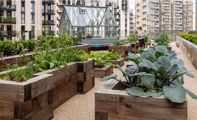 Image of allotments