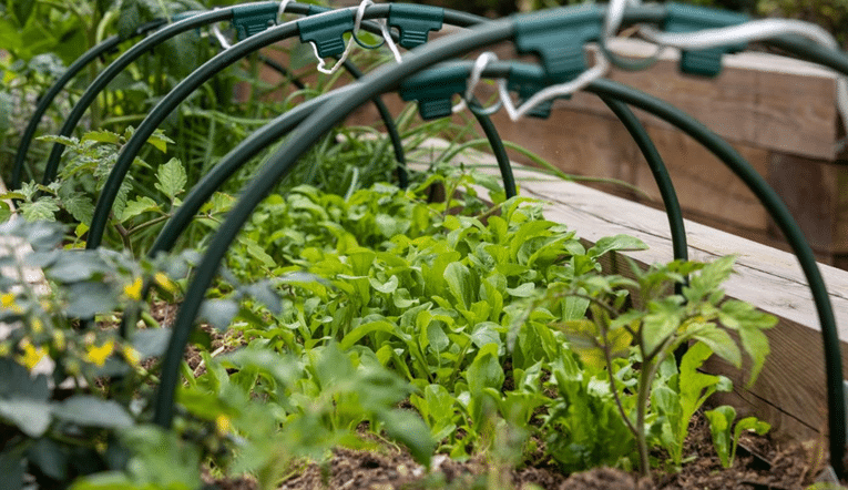 Image of allotments